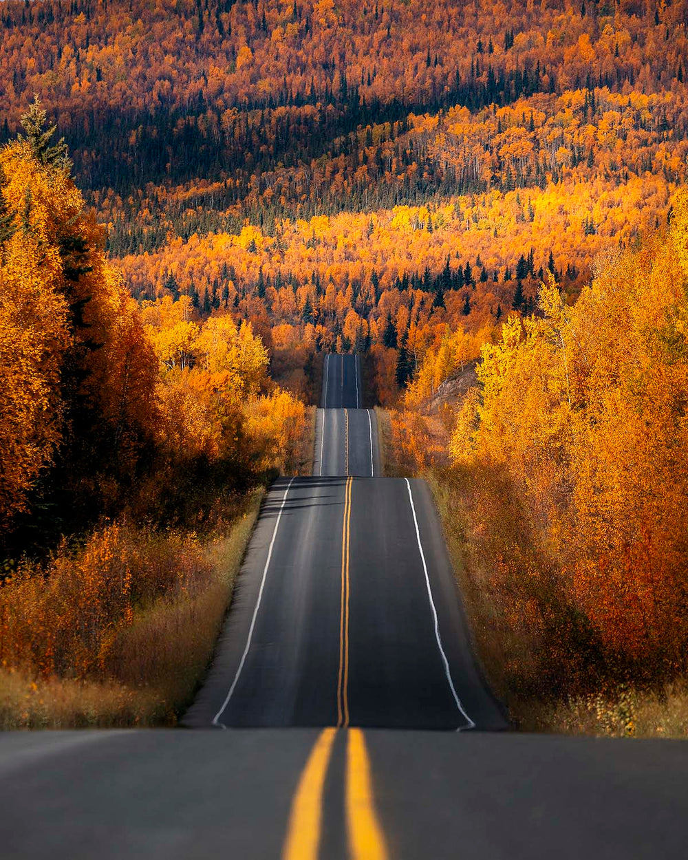 The Road North