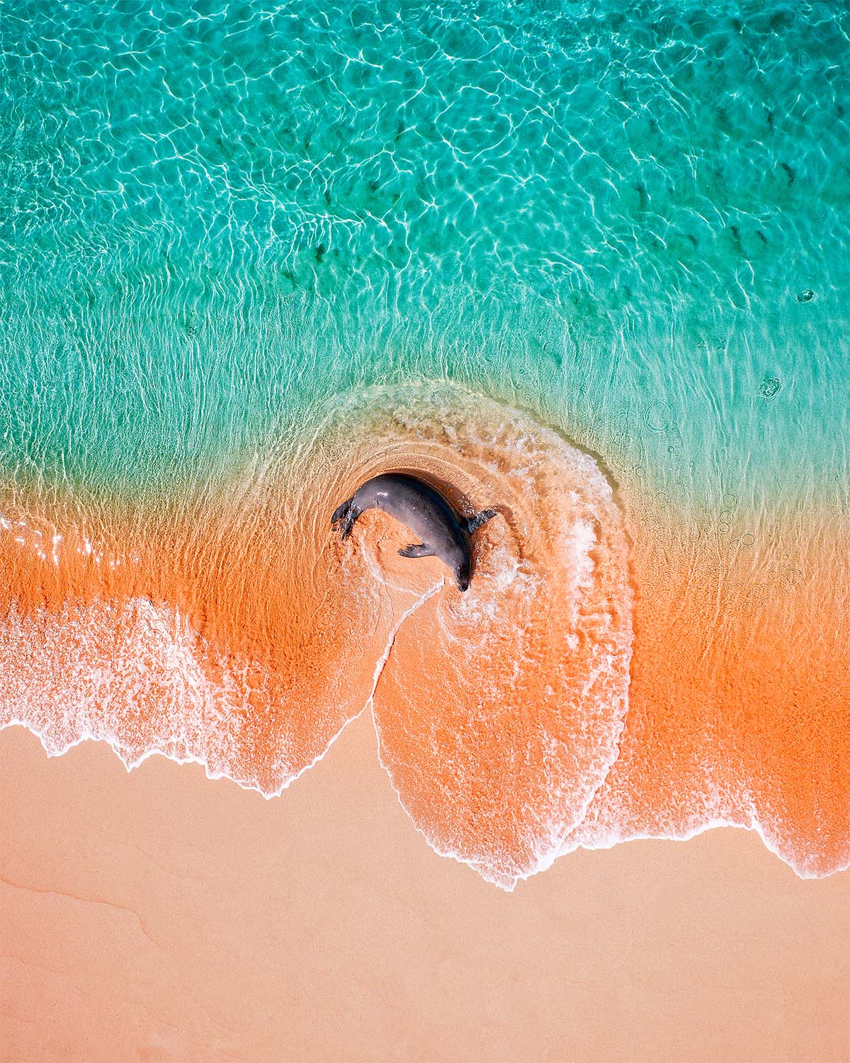 Monk Seal, Kauai