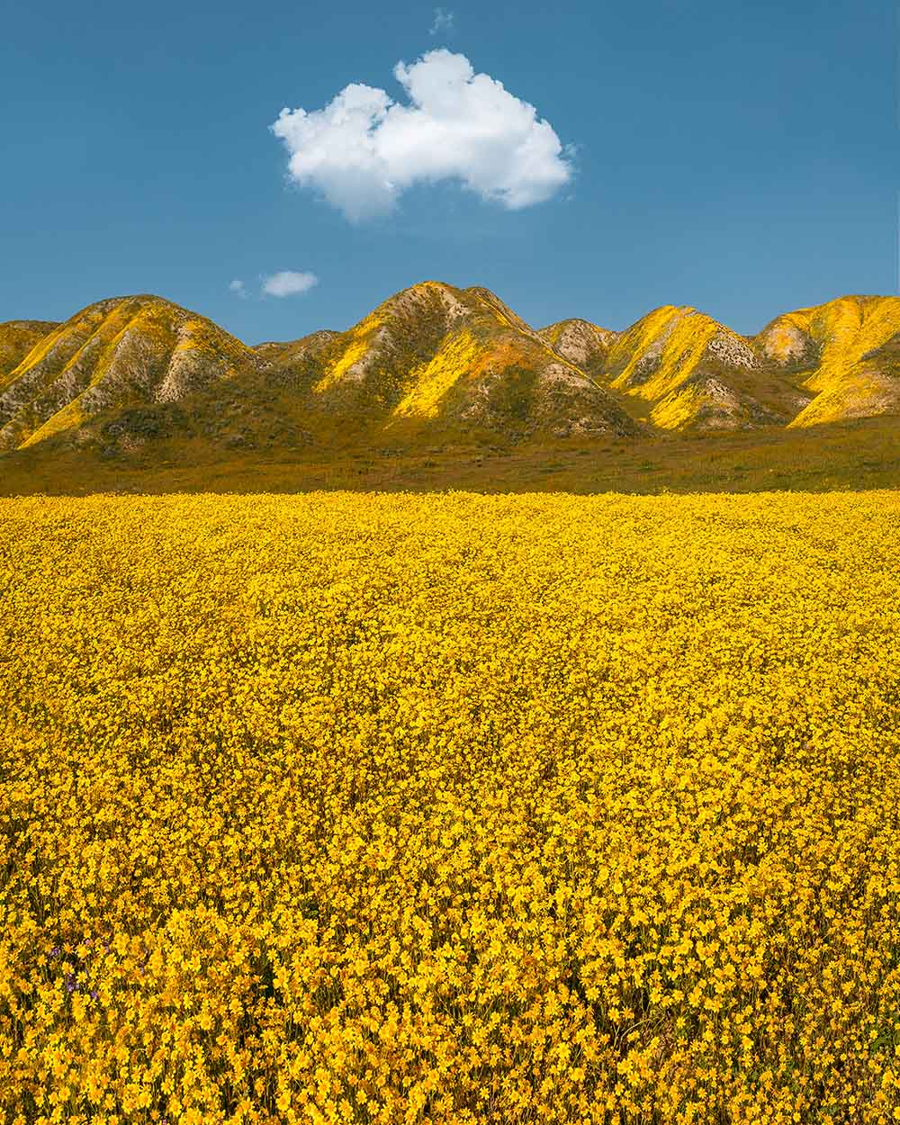 Superbloom