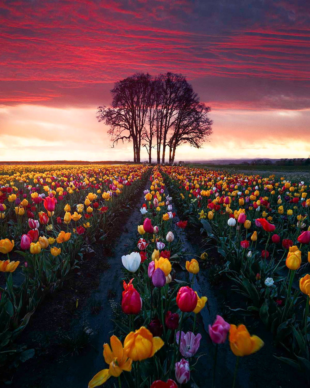 Tulip Festival
