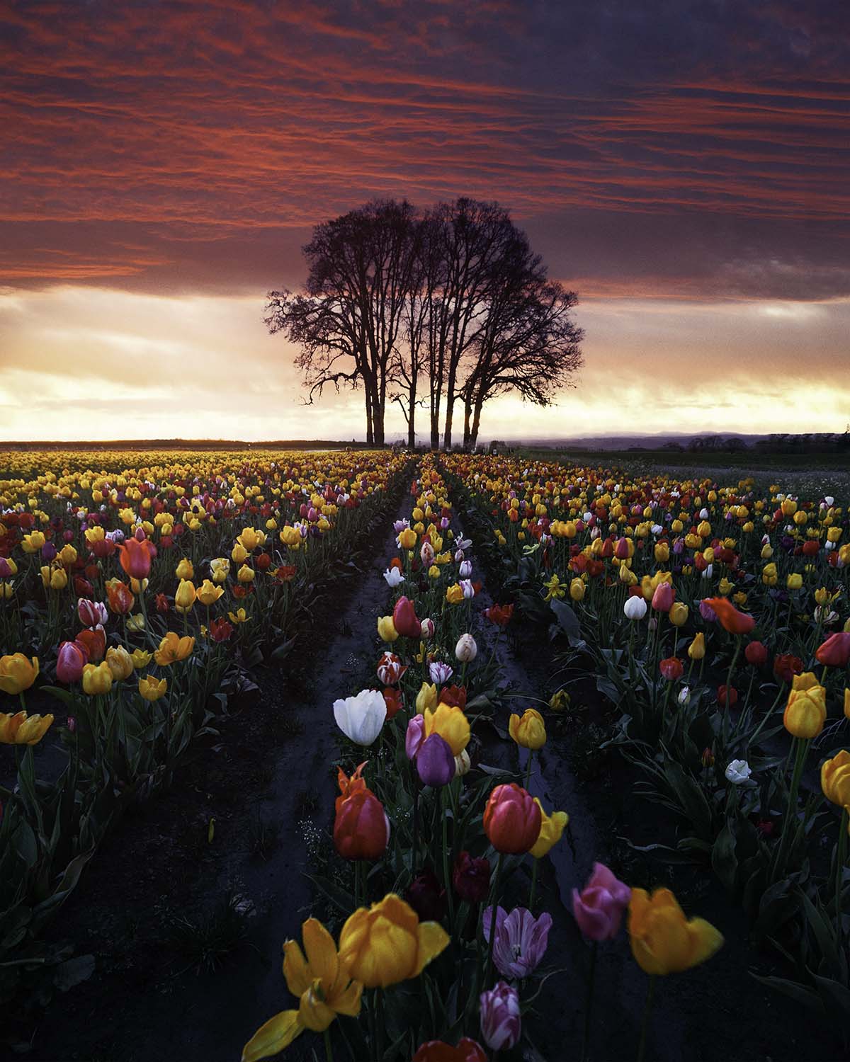Tulip Festival