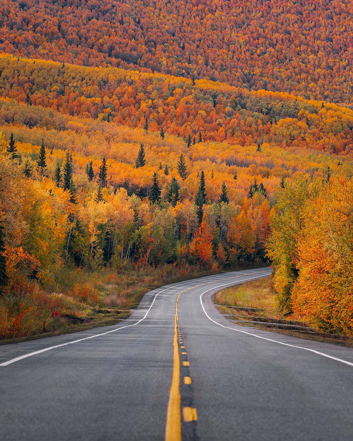 Winding road through peak fall foliage near Fairbanks, Alaska. Fine art print by Niaz Uddin.