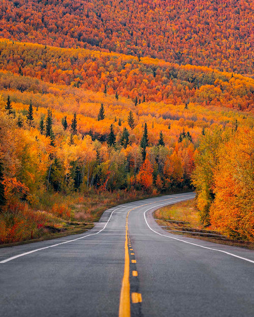 Winding road through peak fall foliage near Fairbanks, Alaska. Fine art print by Niaz Uddin.