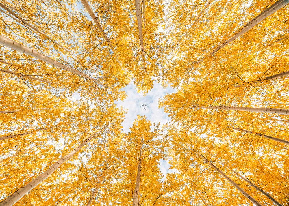 Golden Canopy
