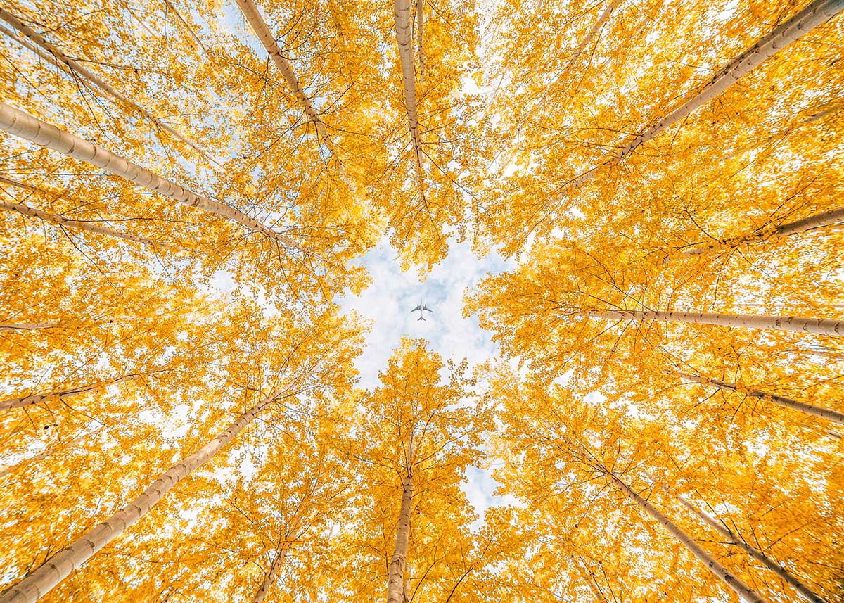 Golden Canopy
