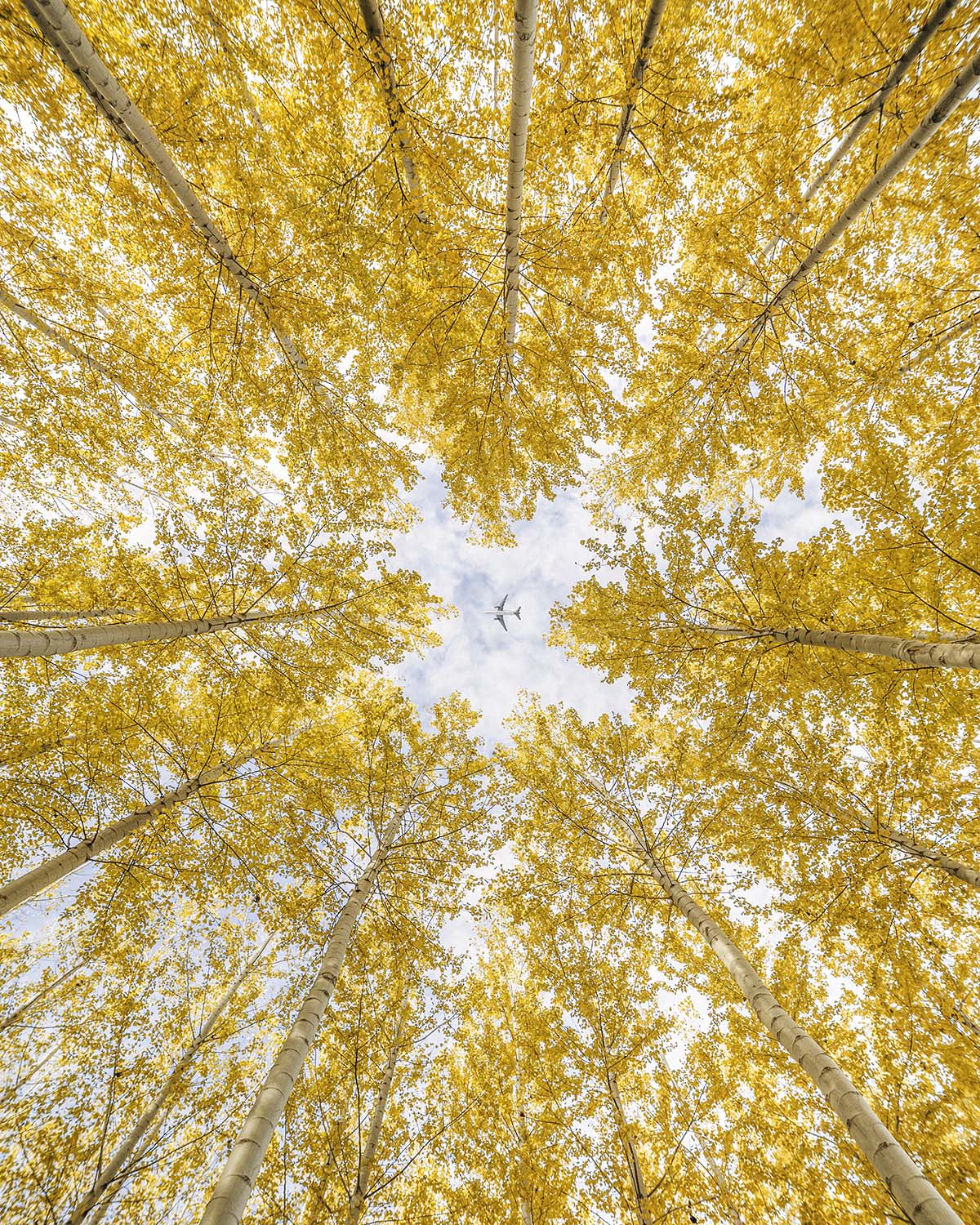 Looking straight up through a golden autumn poplar canopy in Oregon, pale trunks converging like spokes toward an opening of sky with a jet crossing it. Fine art print by Niaz Uddin.