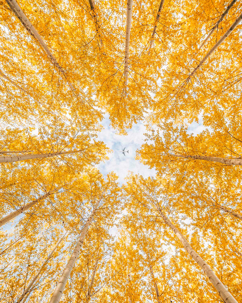 Golden Canopy
