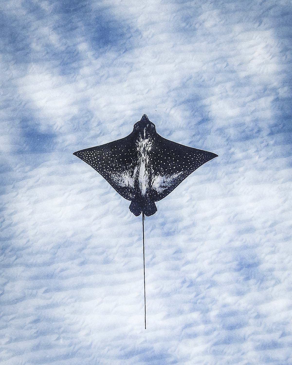 Eagle ray gliding through clear ocean water with reflected clouds