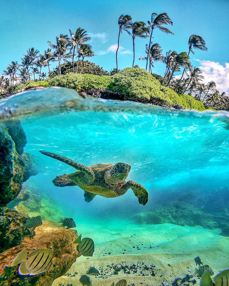 Over-under split shot of a green sea turtle and reef fish below the waterline with palms and sky above, Maui, by Niaz Uddin