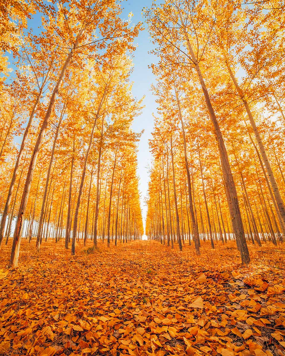 Golden Grove