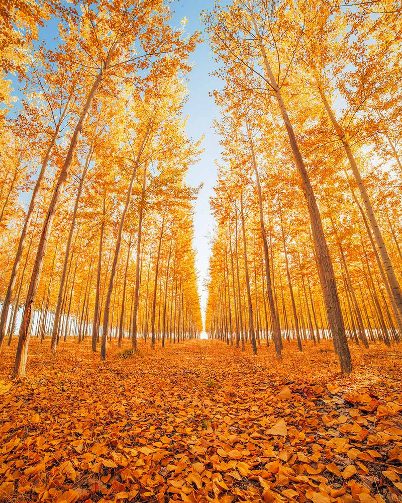 Golden Grove