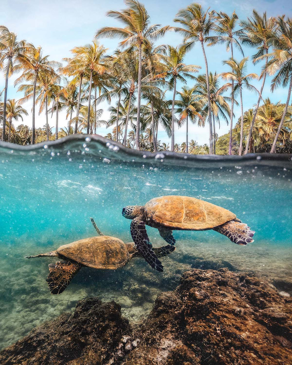 Honu
