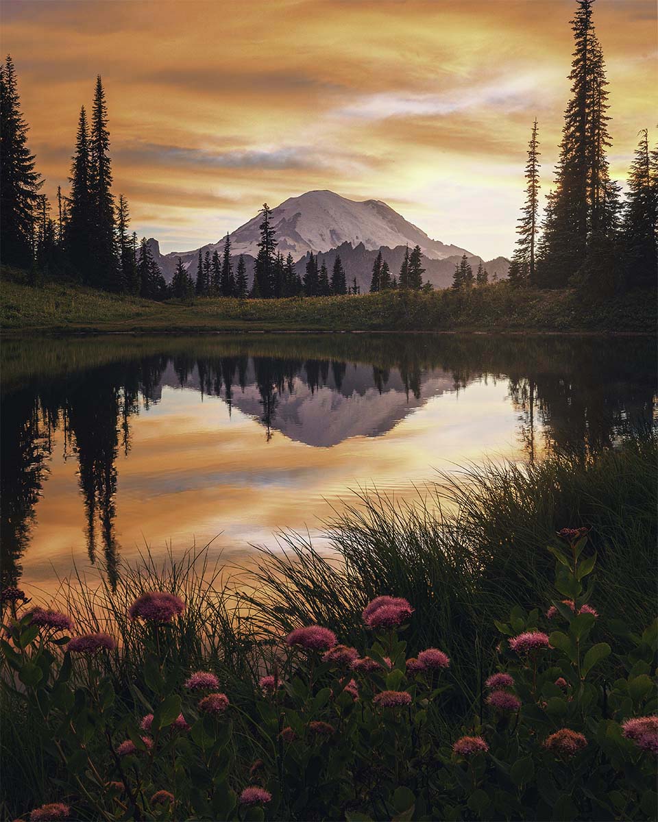Mount Rainier reflected in a lake among wildflowers at sunset in Washington