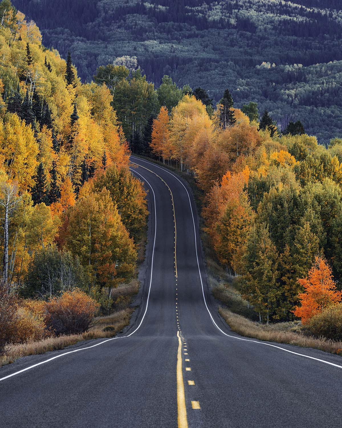 A two lane mountain road dipping and curving through peak fall aspens outside Telluride, Colorado, with a dark forested mountain rising behind. Fine art print by Niaz Uddin.