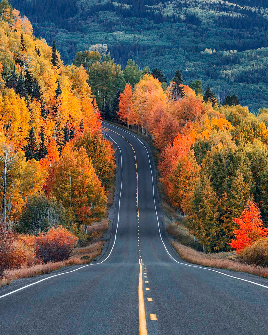 A two lane mountain road dipping and curving through peak fall aspens outside Telluride, Colorado, with a dark forested mountain rising behind. Fine art print by Niaz Uddin.
