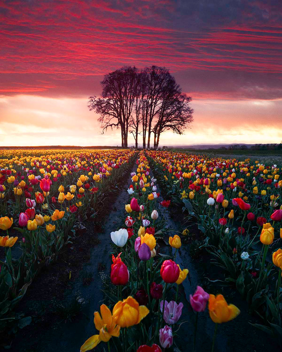 Rows of red, yellow, and white tulips leading to a lone stand of bare trees under a fiery sunrise sky at the Wooden Shoe tulip farm near Woodburn, an Oregon fine art print by Niaz Uddin.